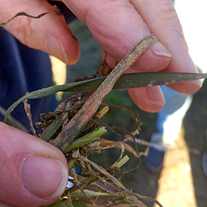 A hand holding a wheat leaf with black dots in it, photo.