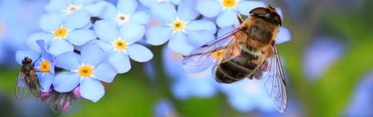 Insects pollinating forget me not flowers, photo.