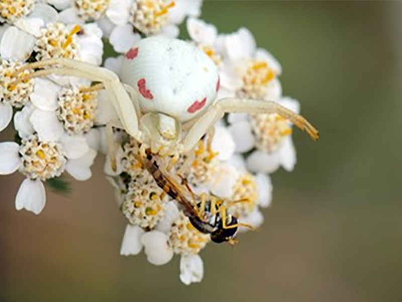 En vit spindel fångar en insekt, foto.