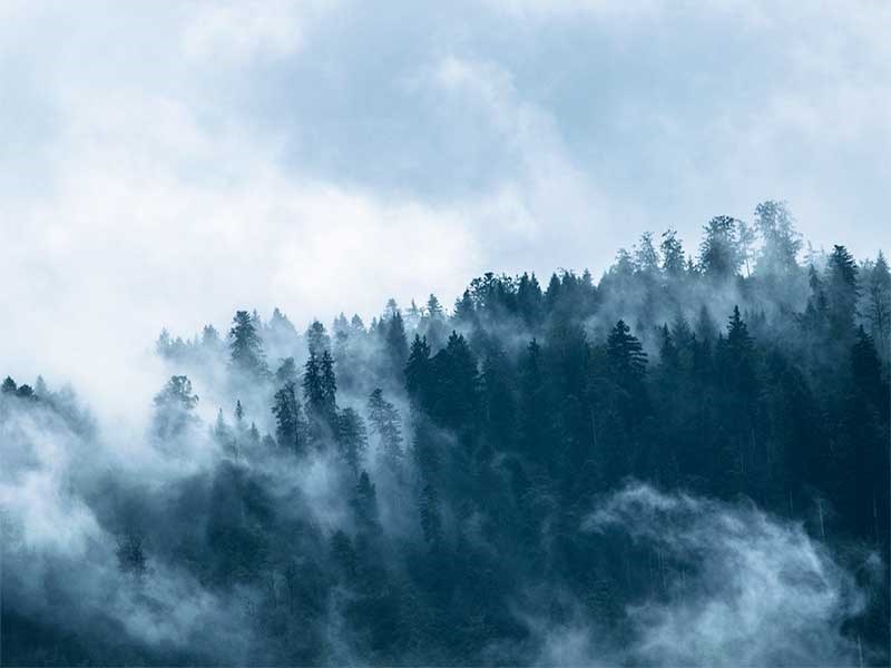 Dimma över barrskog, foto.