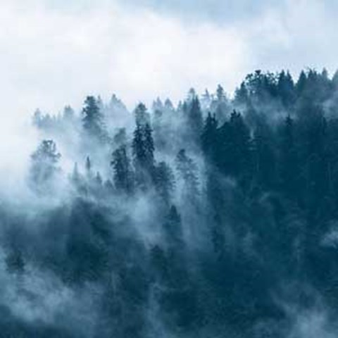 Fog over a coniferous forest, photo.