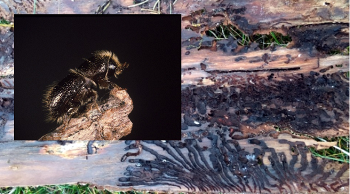 An insect and insect damaged wood, photo.
