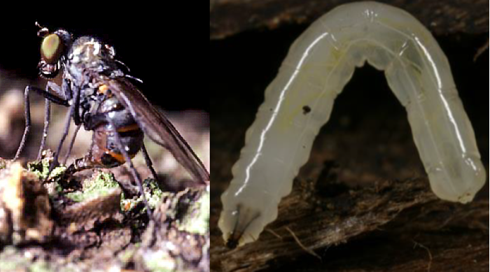 An inserct and a larvae, photo.