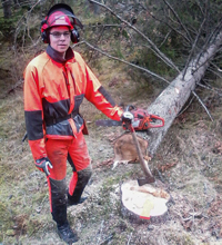 En man står vid en nedsågat träd med en motorsåg i handen. Foto.