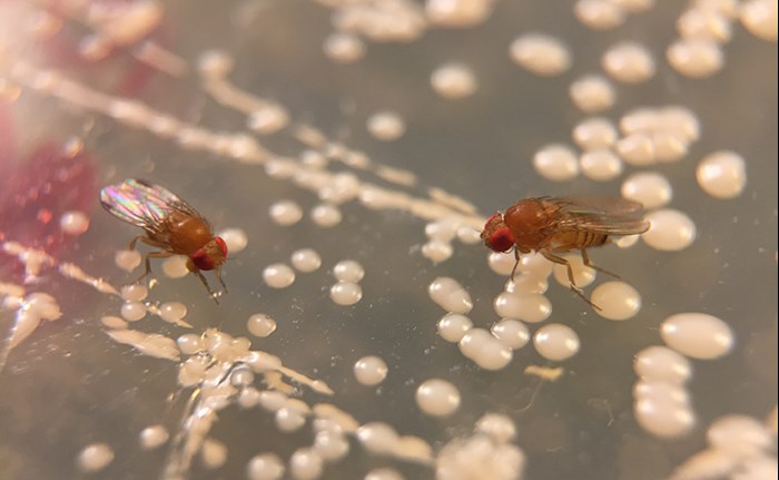Close up of fruit flies with red eyes sitting on a substrate with white dots. Photo.