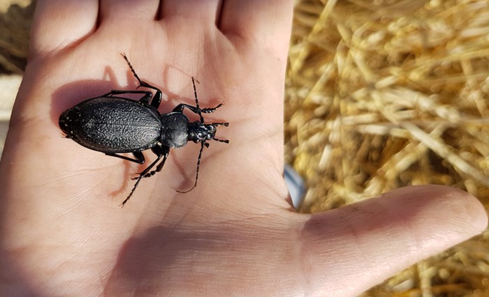 A hand with a large beetle. Photo.