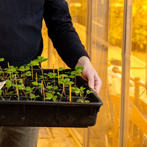 A person is holding a tray of strawberry plants. Photo.