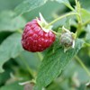 A raspberry grows on a raspberry bush. Photo.