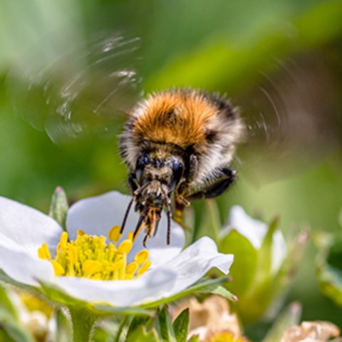 En humla sitter på en jordgubbsblomma. Foto.