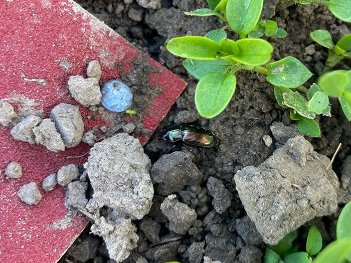 En skalbagge vid en fyrkantig, röd pappersbit med knottrig yta. Foto.