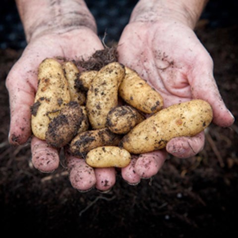 Två utsträckta händer håller i jordiga potatisar mot mörk bakgrund. Foto.
