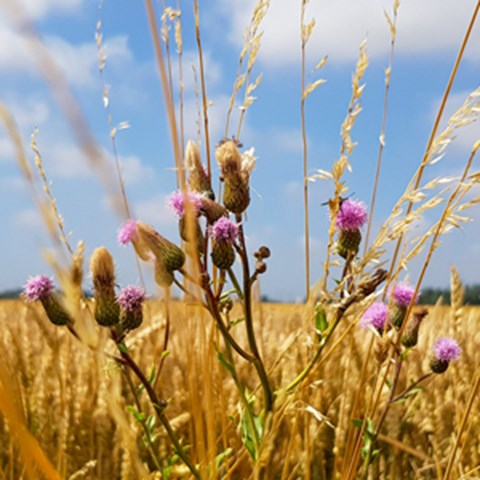A field with thistles. Photo.