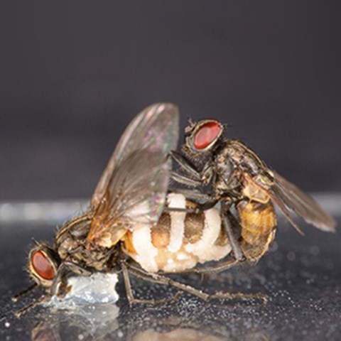 A fly mates with another fly with a swollen rear body with white stripes on it. Photo.