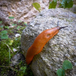 En rödbrun snigel på en sten. Foto.