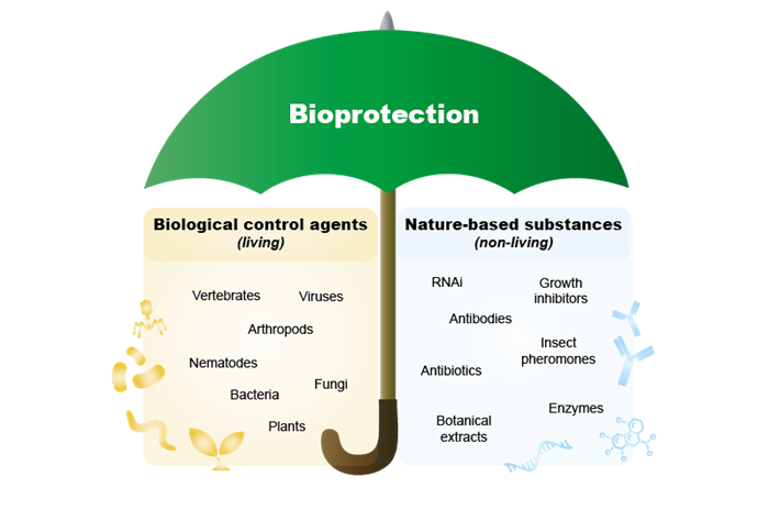 A green umbrella that says Bioprotection. Underneath it says Biological control agents, living, and Nature-based substances, non-livning. Illustration.
