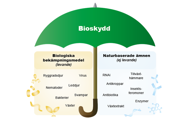 Ett paraply där det står Bioskydd. Under paraplyet står det biologiska bekämpningsmedel, levande, och naturbaserade ämnen (ej levande). Illustration.
