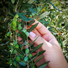 A hand is picking green olives. Photo.