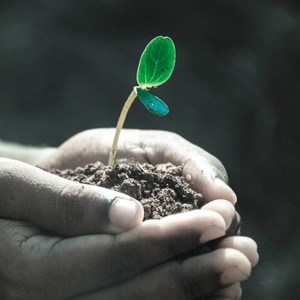 En hand håller i jord och en planta. Foto.