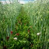 Rader av kläverväxter växer mellan havreplantor på en åker. Foto.