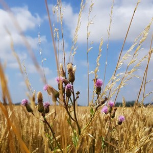 A thistle in an agricultural field. Photo.