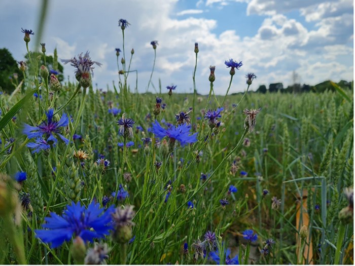 Cornflower in an agricultural field. Photo.