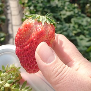 En hand håller i en jordgubbe. Foto.