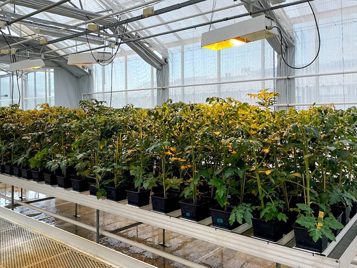 Tomatplantor på rad i ett växthus. Foto.