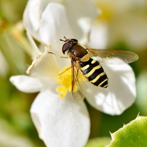 A yellow and blavck-striped fly on a white flower, photo.