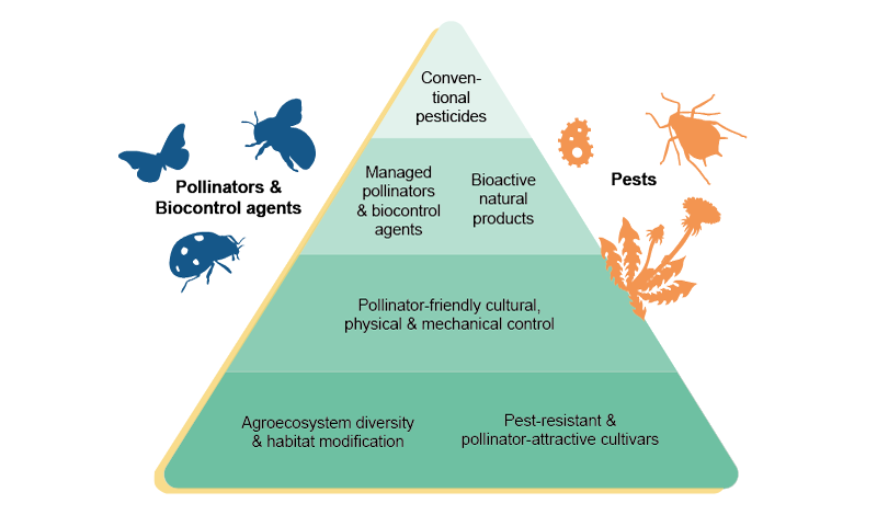 A triangle with different types of plant protection measures, illustration.