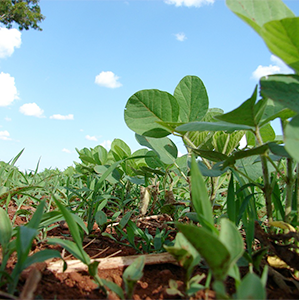 Soybeans frowing on a field under a blue sky, photo.