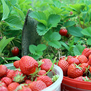 Strawberries in buckets in front of strawberry plants outdoors, photo.