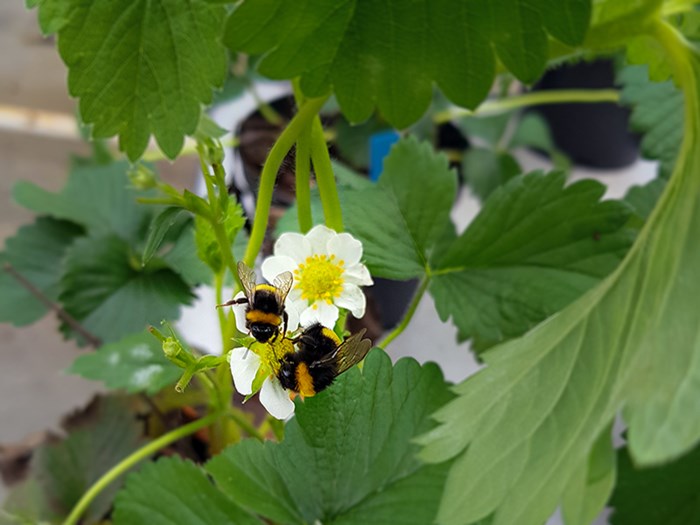 Två humlor sitter på en vit och gul blomma. Foto.