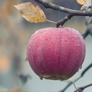 An apple on a branch with water droplets. Photo.