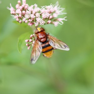 En blomfluga på en boveteblomma. Foto.