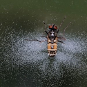 En uppsvullen fluga med svampsporer runt omkring. Foto.