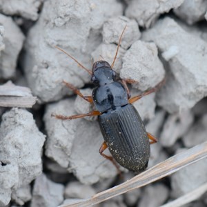 A beetle on gray agricultural soil. Photo.