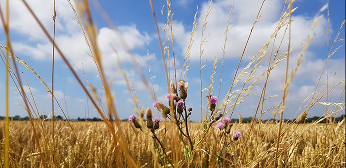 An agriultural field under a blue sky. Photo.