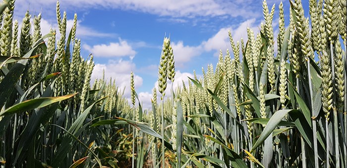 A wheat field under a blue sky. Photo.