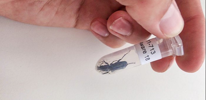 A hand is holding a plastic tube with a black beetle in it. Photo. 