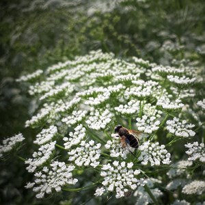 A hoverfly on small, white flowers. Photo.