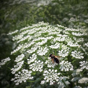 En blomfluga på vita blommor. Foto.