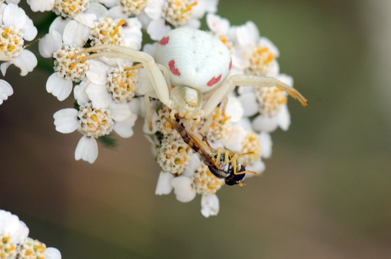 A white spider that has caught an insect, photo.