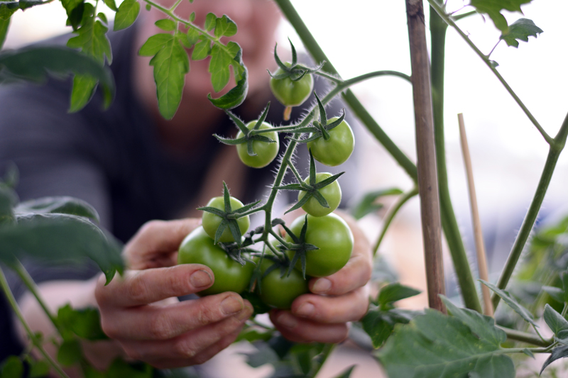 En kvinna undersöker gröna tomater på en tomatplanta, foto.