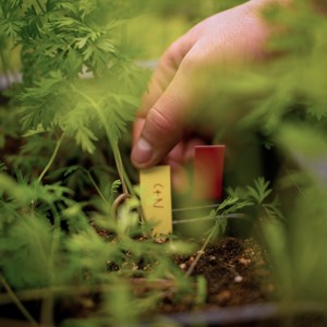 A hand touches a small yellow sign among green plants. Photo.