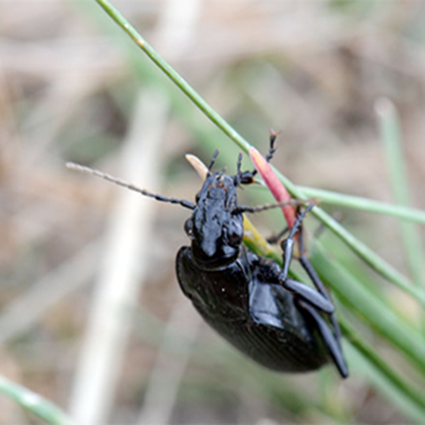 A beetle is climbing on grass, photo.