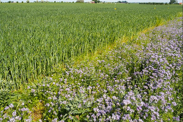 Ett fält med grödor med en remsa lila blommor brevid. Foto.
