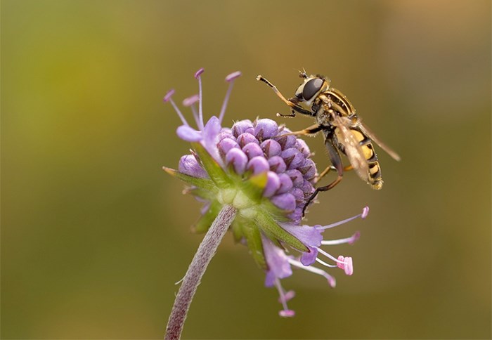 A hoverfly on a purple flower. Photo.