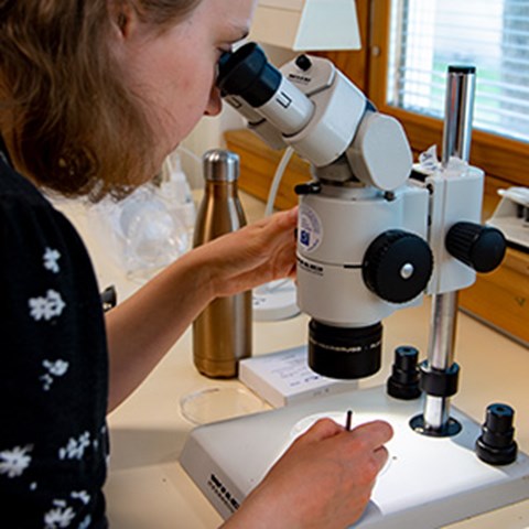 A woman looking in a microscope, photo.