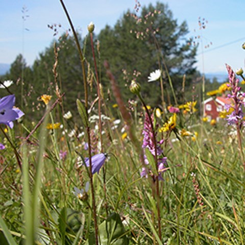 Närbild, ängsmark med många olika ängsblommor. Foto.