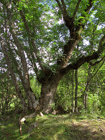 en storvuxen ask, med många stammar och knotiga grenar längre upp i trädet. Foto. 
